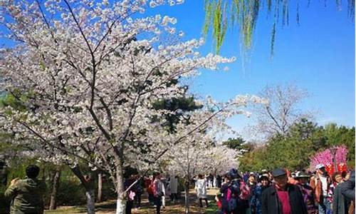 清明北京攻略,09年北京清明节旅游路线