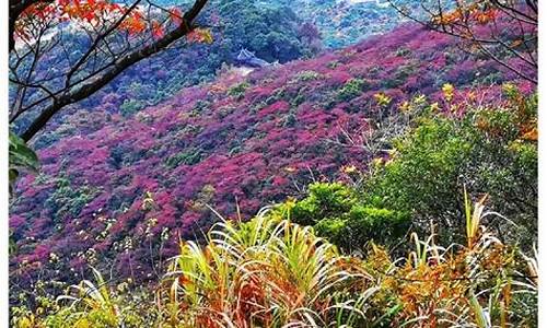 石门森林公园红叶,石门国家森林公园 红叶