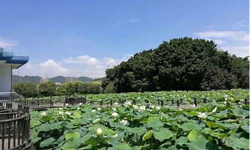 洪湖公园有哪些景点,洪湖公园有什么好玩的