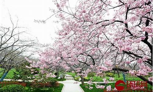 莲花池公园有樱花吗_莲花池公园樱花开了吗