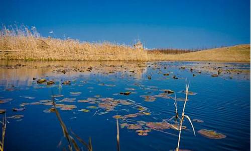 上海湿地公园有哪些景点,上海湿地公园有哪些景点名称