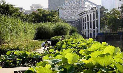 中山岐江公园植物配置情况,中山岐江公园植物配置