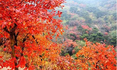 北京香山公园红叶_北京香山公园红叶图片