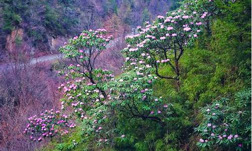 镇安木王森林公园杜鹃花节开幕,镇安木王山杜鹃花什么时间开