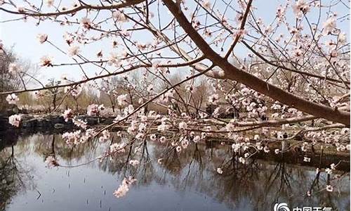 天津长虹公园桃花开放时间,长虹公园的桃花什么时候开