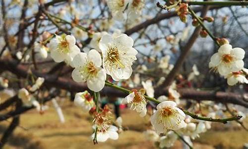 广州萝岗香雪公园梅花什么时候开的,广州萝岗香雪公园梅花什么时