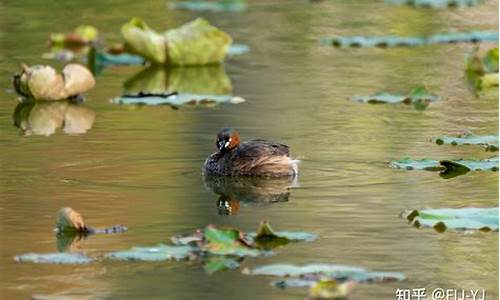 深圳洪湖公园拍鸟的位置在哪_深圳洪湖公园观鸟