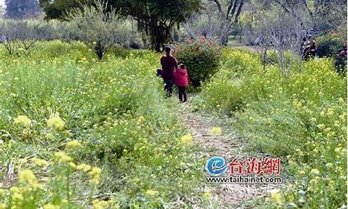 厦门忠仑公园有什么花_厦门忠仑公园油菜花遭踩踏