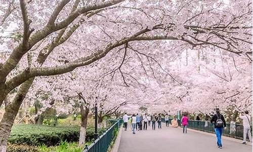 青岛中山公园樱花几月份开2021_青岛中